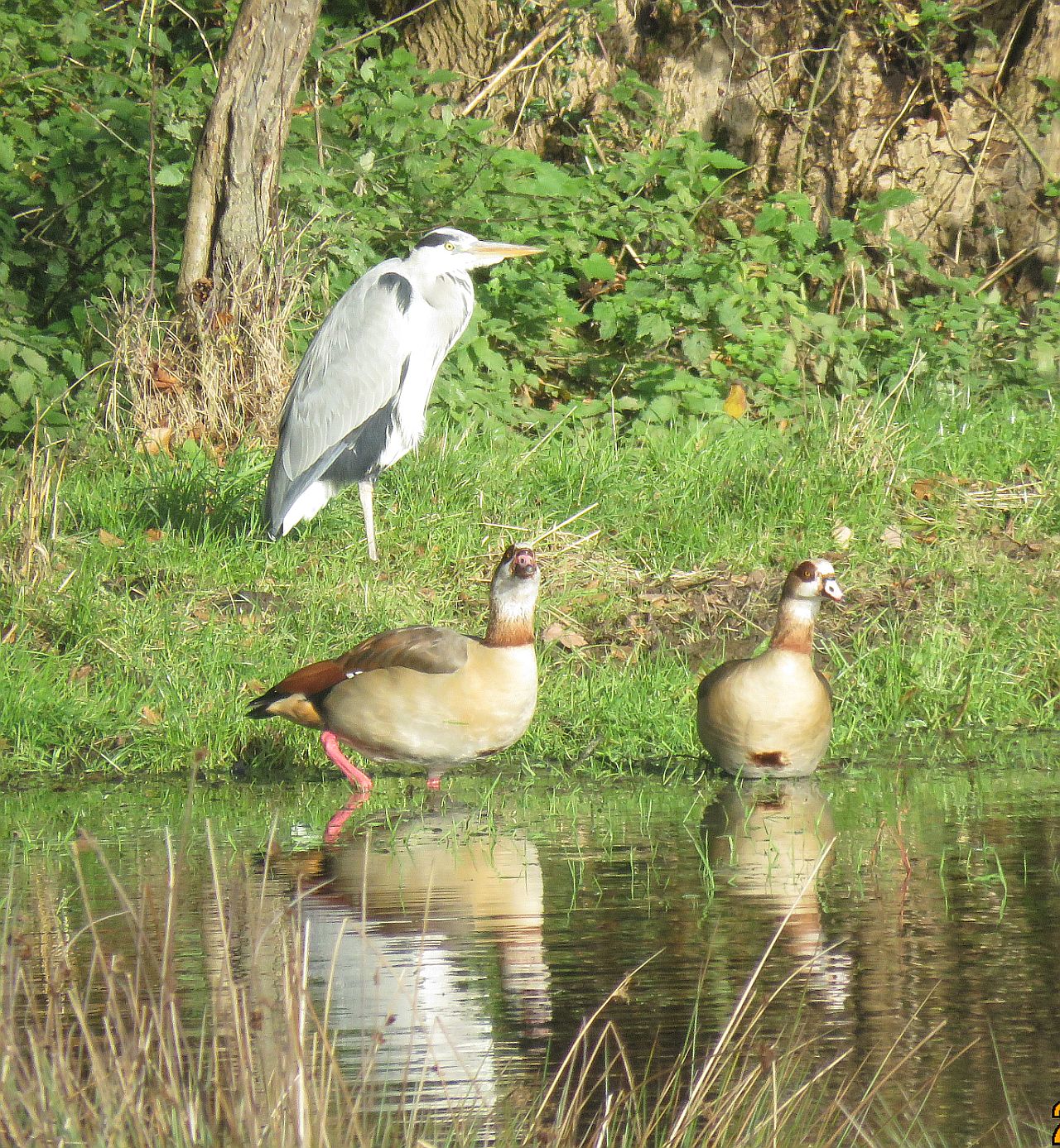 Grey Heron & Egyptian Goose 